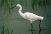 Little Egret