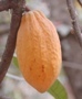 Cocoa pod