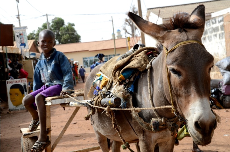 Gambia Horse amp Donkey Trust