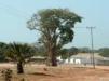 Baobab Tree